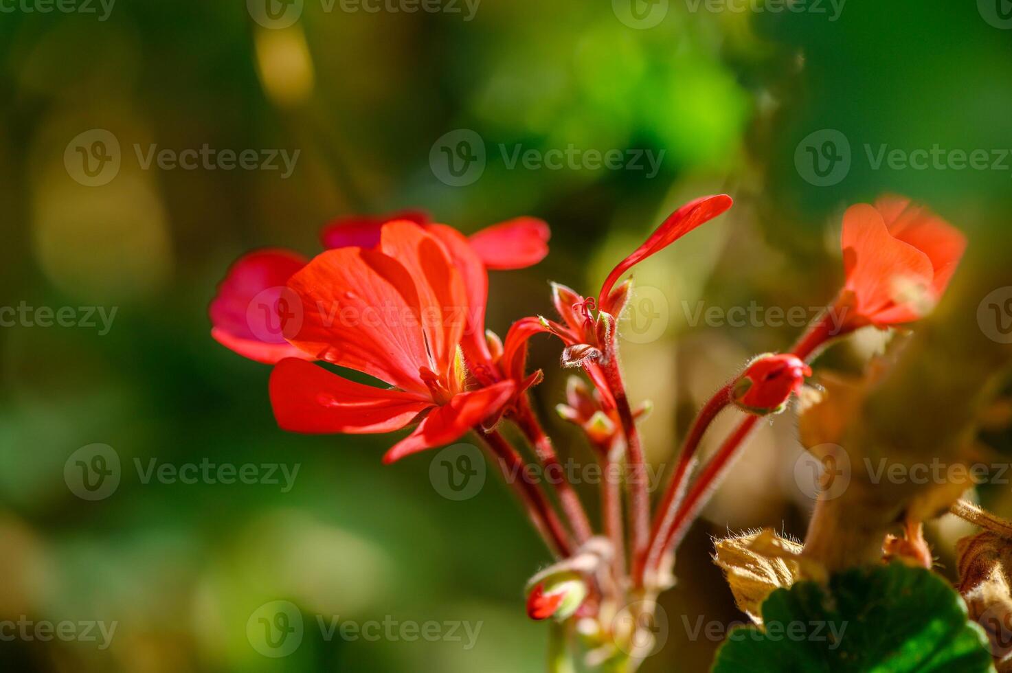 Vibrant red geranium blooms glowing in the sunlight of a tranquil garden setting photo