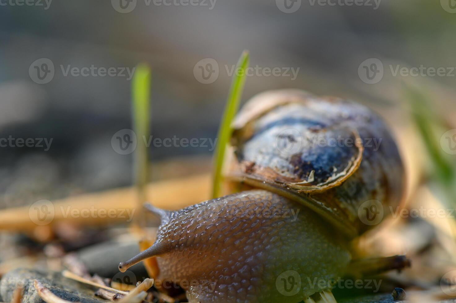 Gentle snail traverses a lush patch of grass on a serene afternoon in nature photo