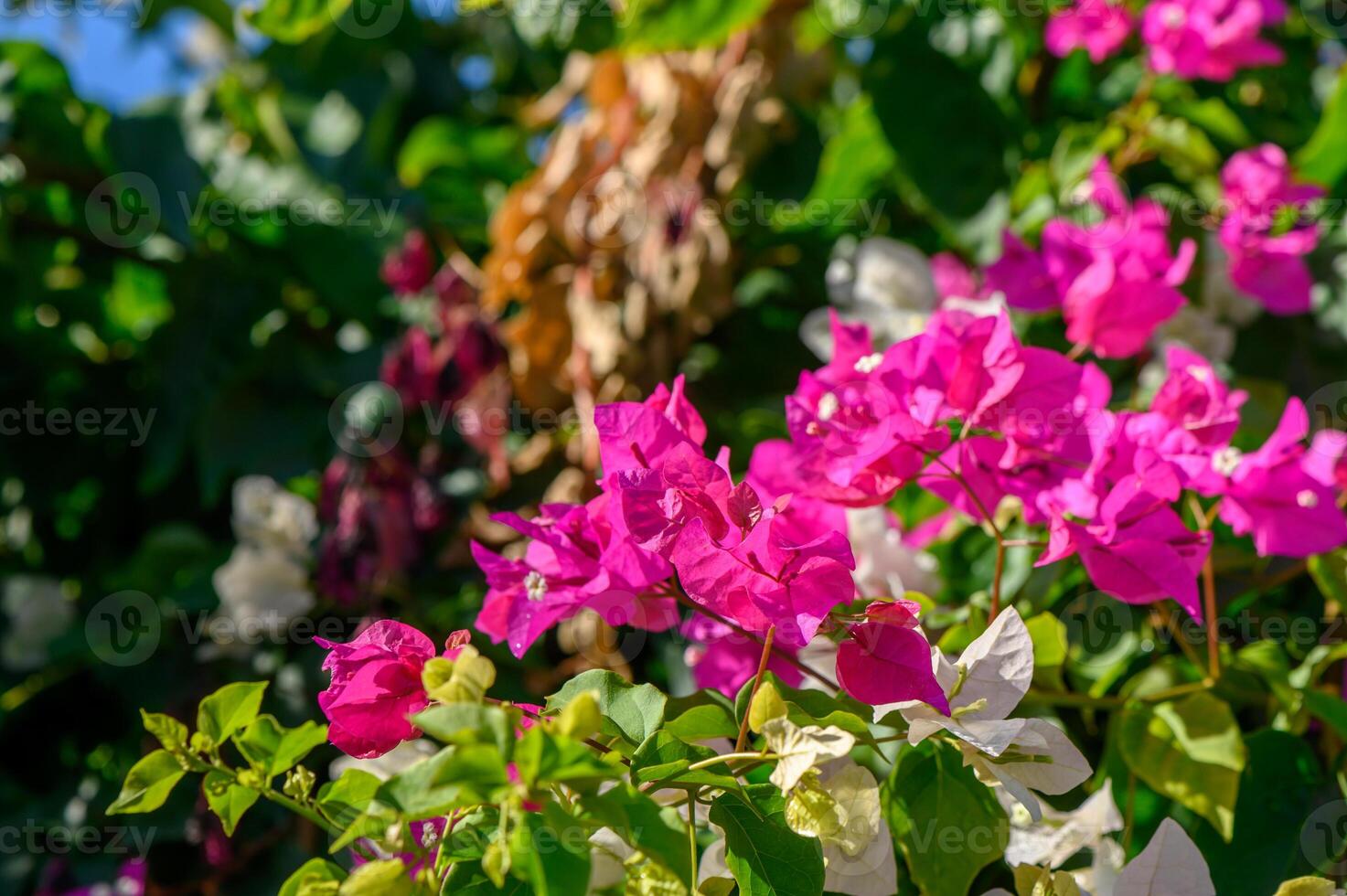 Vibrant bougainvillea blooms create a stunning backdrop in a lush garden on a sunny day photo
