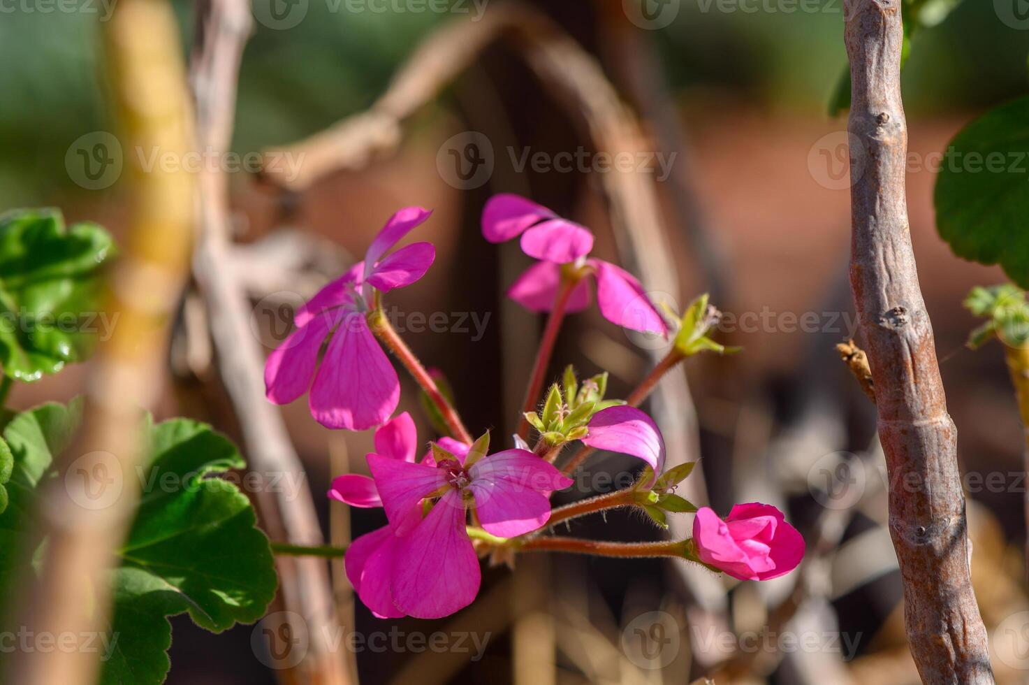 Vibrant pink flowers blooming among rustic branches in a serene garden setting photo