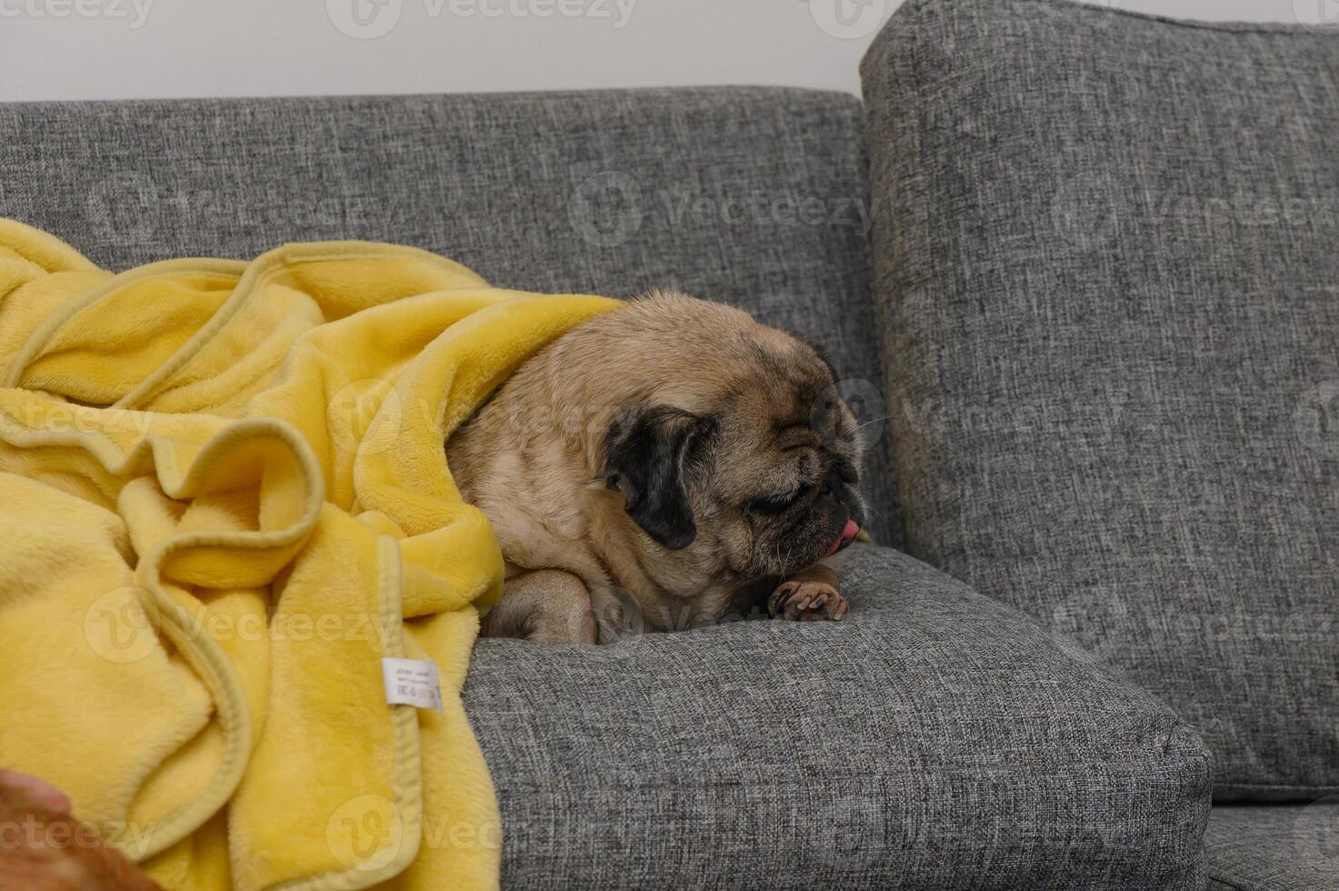 Cozy pug wrapped in a yellow blanket resting on a gray couch in a stylish living room photo