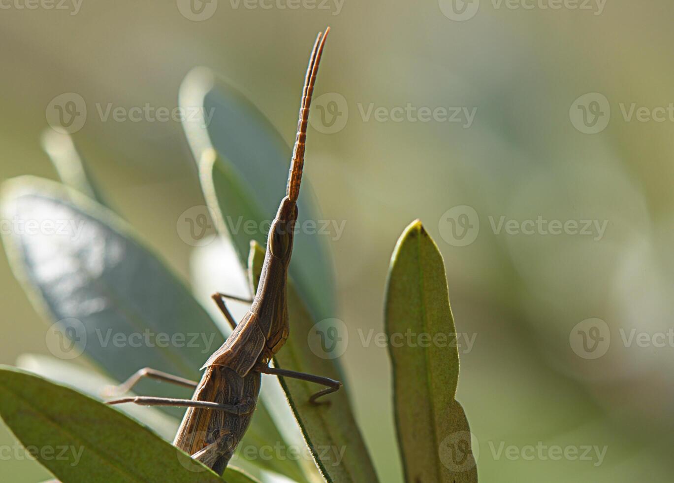 Unique grasshopper perched on green leaves in soft sunlight, showcasing intricate details and textures photo