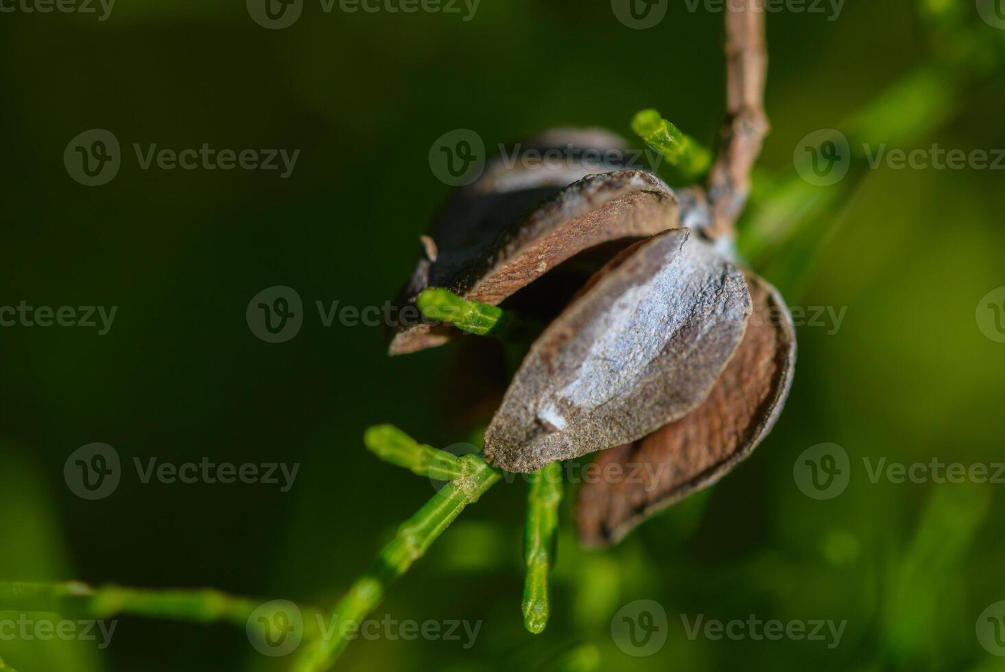 Close-up view of a seed pod revealing delicate green sprouts under natural light photo