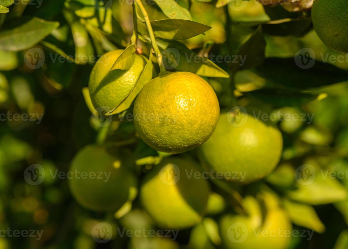 Vibrant citrus fruits hanging on lush green branches in a sunny orchard. photo