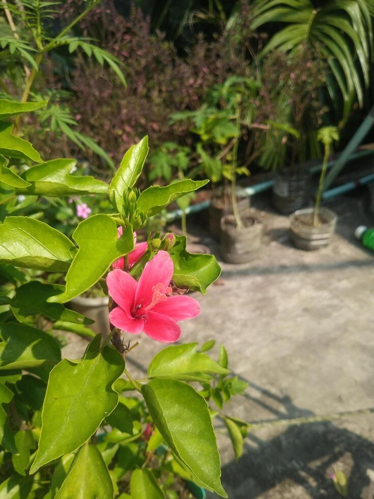Chinese hibiscus stock image in daylight photo