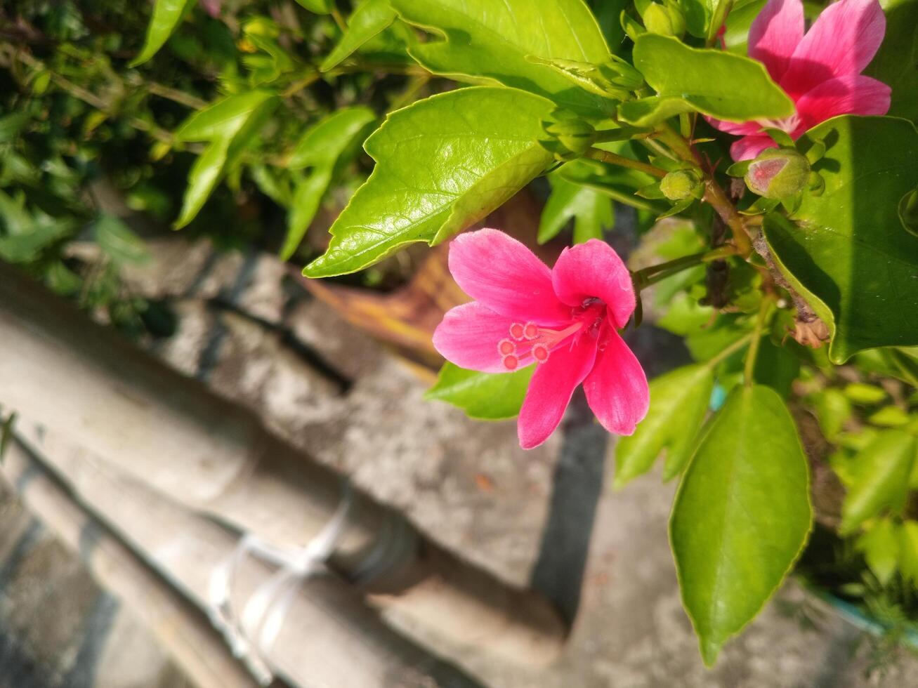 Hibiscus rosa-sinensis, Pink China Rose, Chinese hibiscus stock image photo