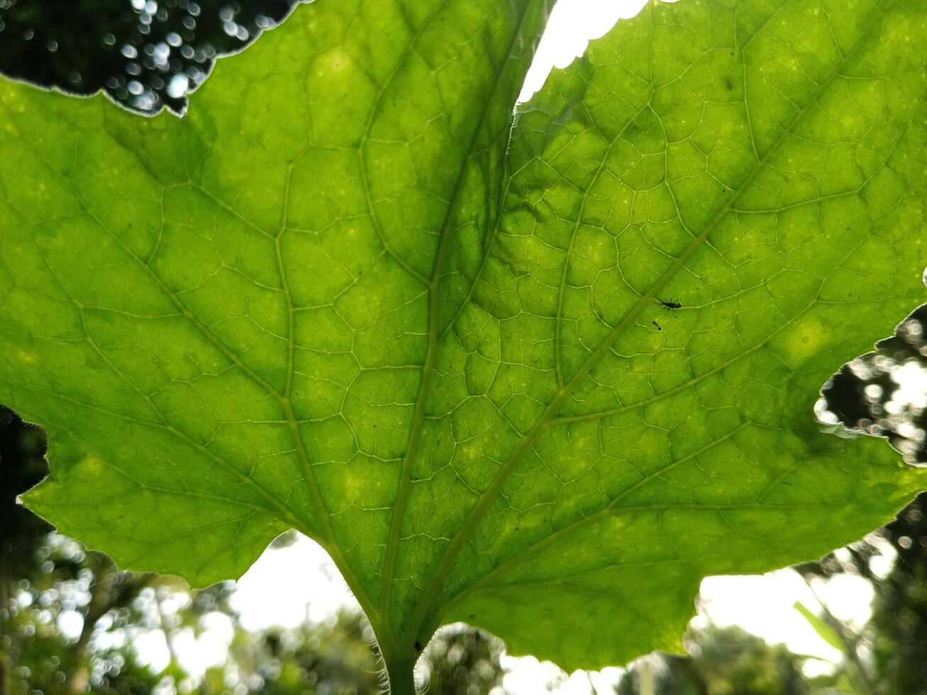 Green Leaf closeup outdoor photo