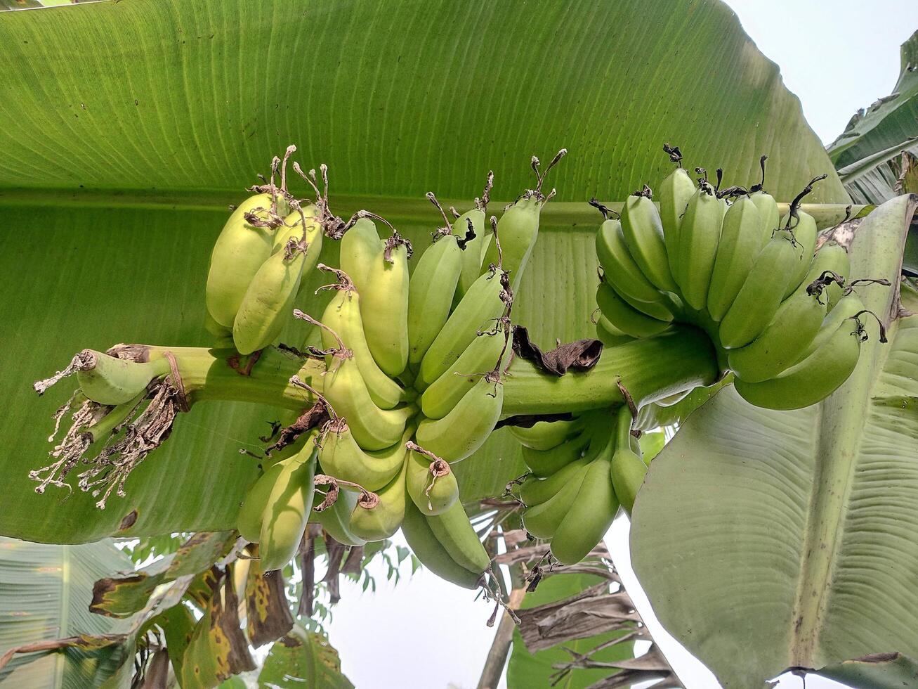 A Banana Tree In A Garden With Banana photo