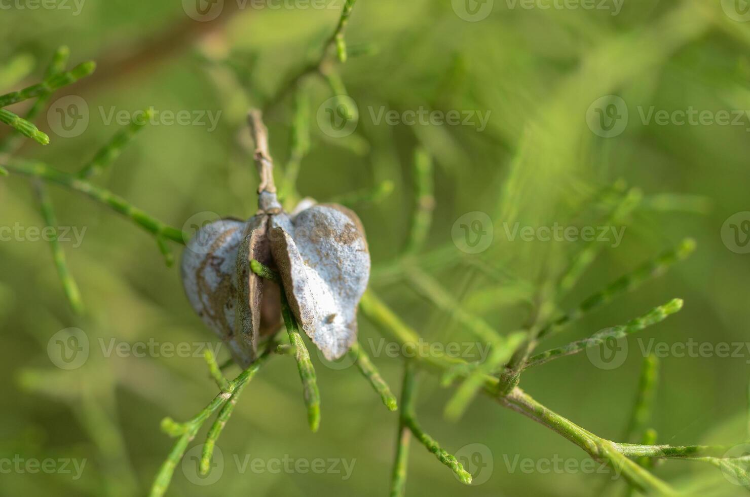 Natural beauty of heart-shaped pods nestled within delicate green branches photo