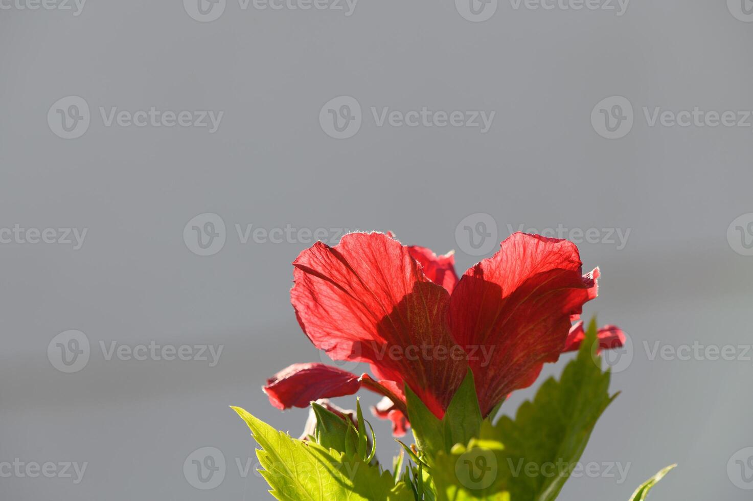 Vibrant red flower reaching for the sun against a soft grey backdrop photo