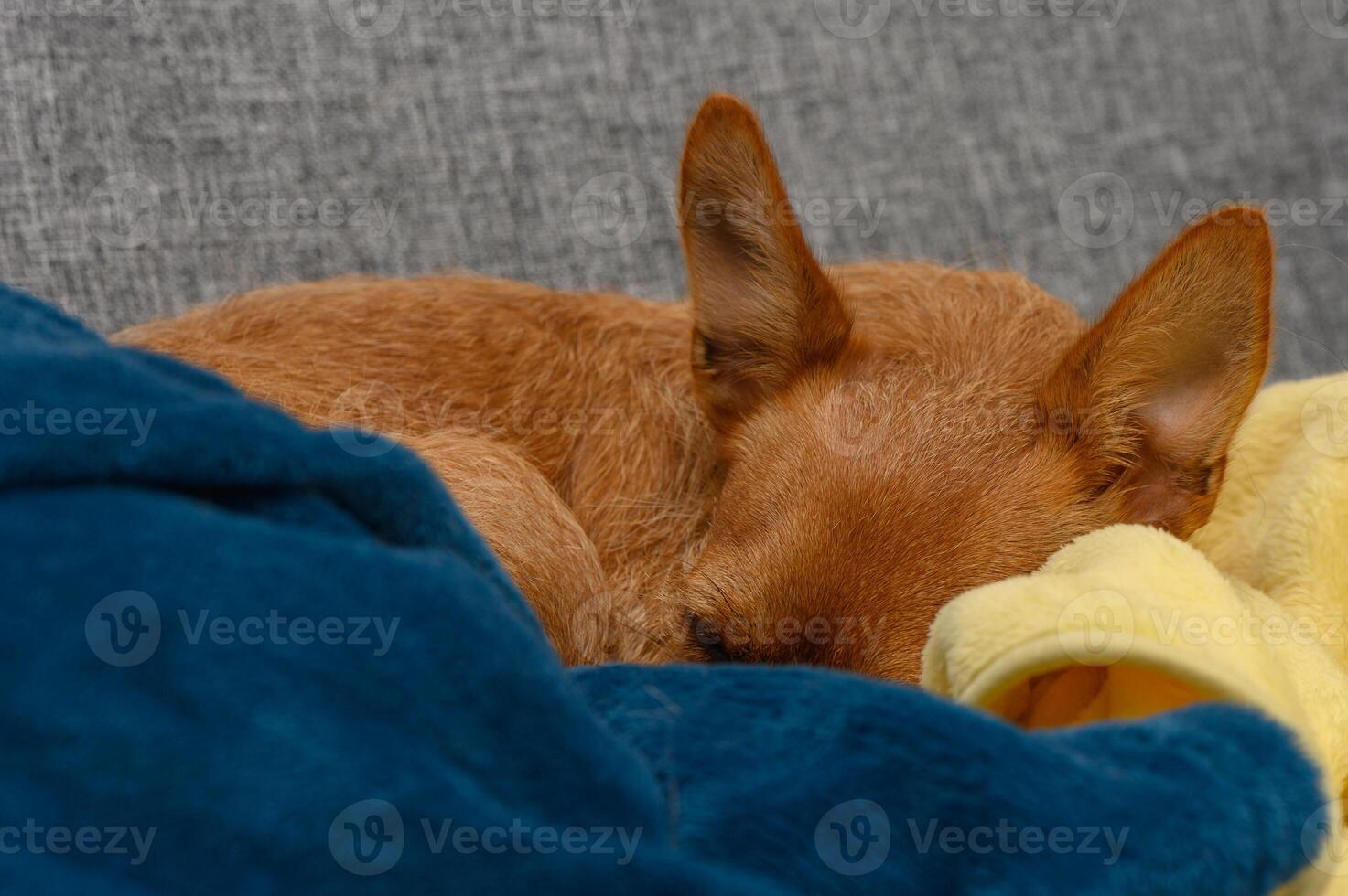 Cozy dog sleeping peacefully on a blanket in a warm and inviting living room environment photo