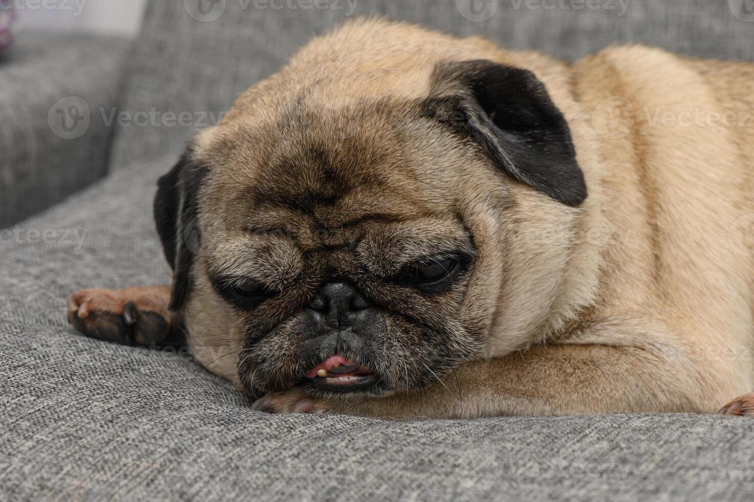 Relaxing pug resting comfortably on a cozy gray couch during a quiet afternoon at home photo