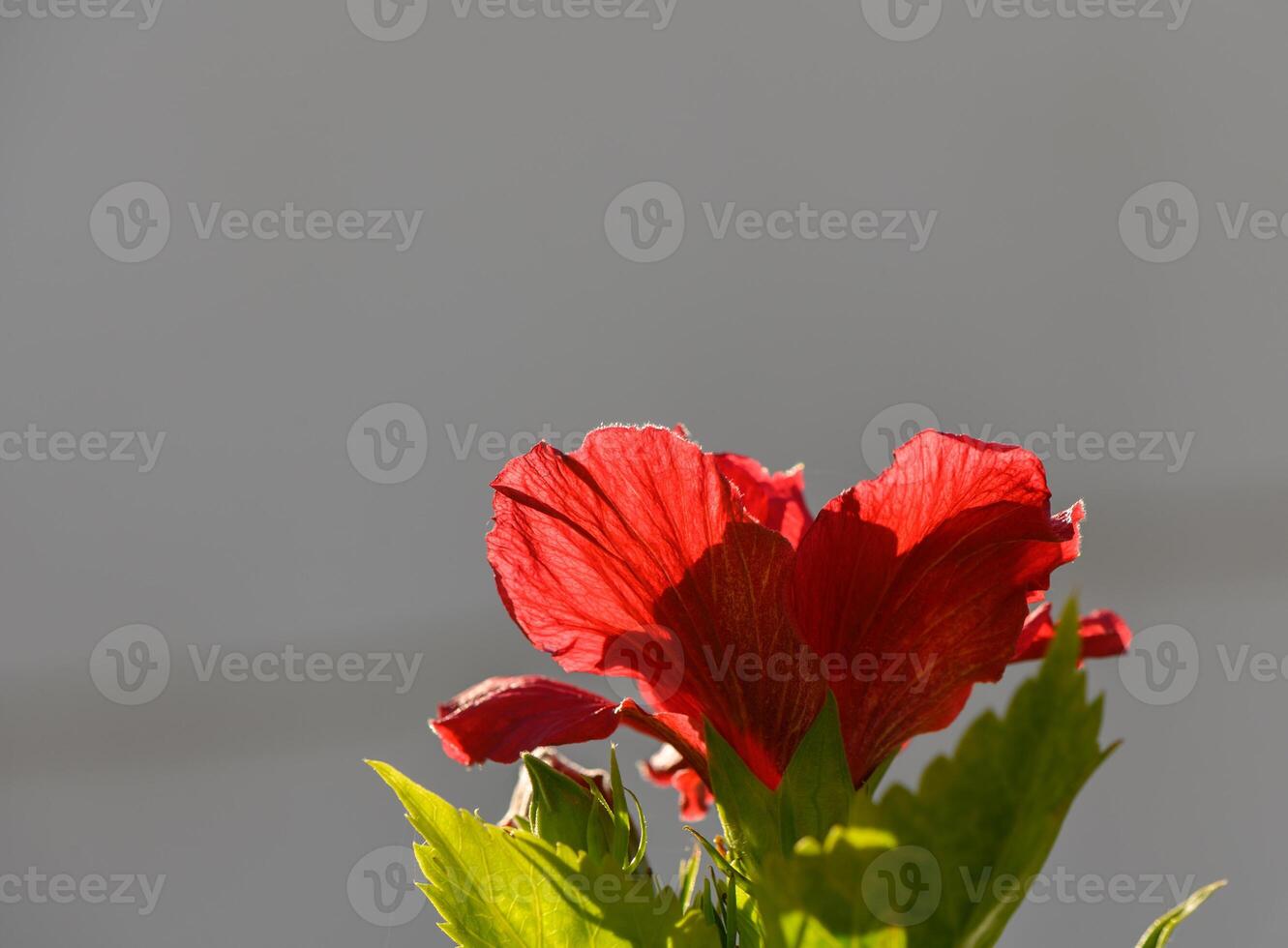 Vibrant red hibiscus blooms basking in warm sunlight against a soft background photo