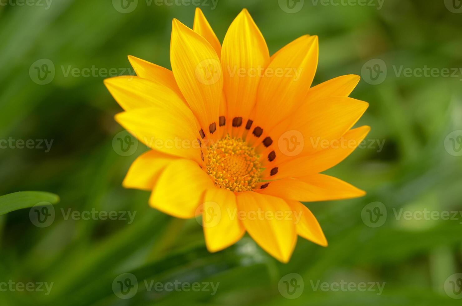 Vibrant yellow flower bursts forth in a lush garden scene during a sunny afternoon in spring photo