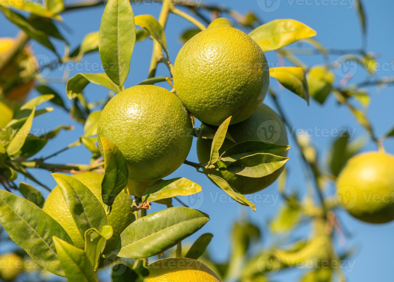 Freshly grown green oranges hanging on a tree in bright sunlight during a clear afternoon. photo