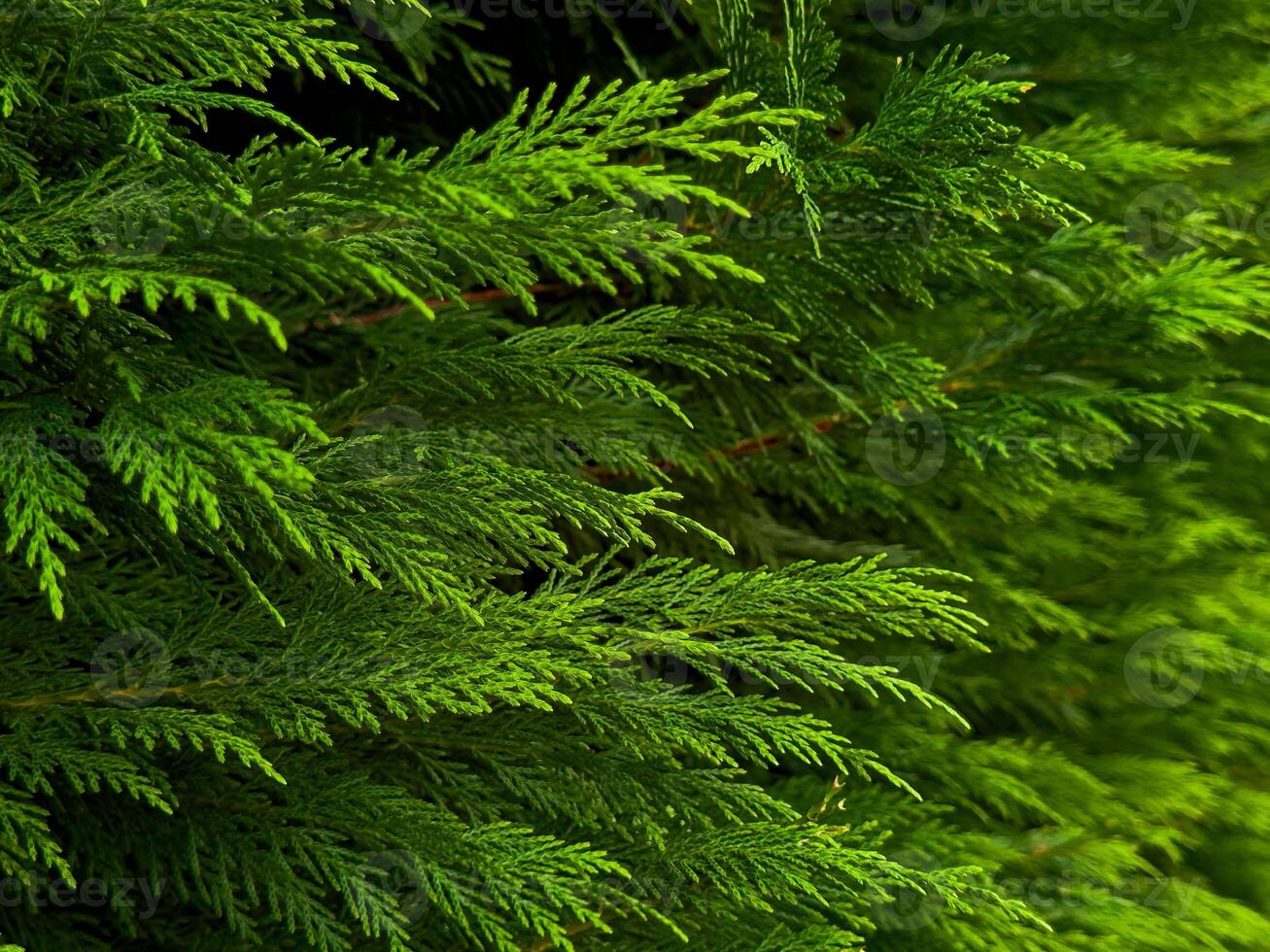 Dense green foliage of a cypress tree with vibrant leafy texture photo