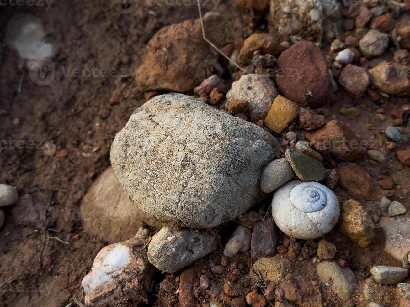 Close up of rocks and snail shell on earthy ground surface photo