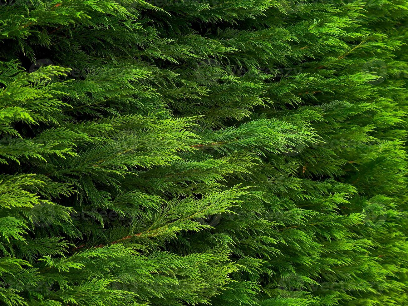 Dense green foliage of evergreen cedar tree photo