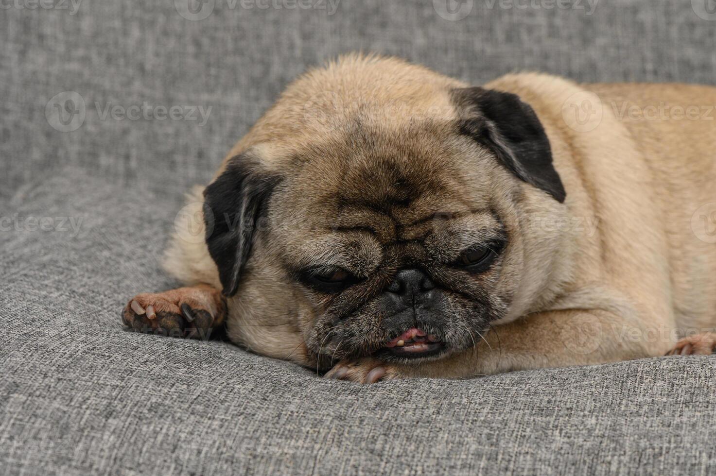 Pug resting comfortably on a cozy gray sofa in a warm indoor setting photo