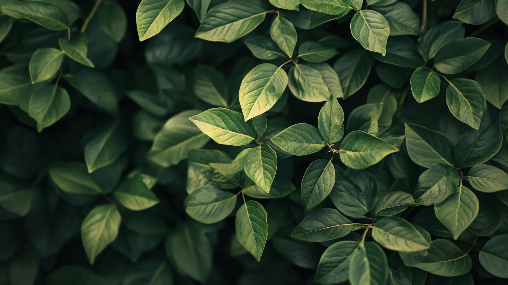 Close up of green leaves on a plant. The leaves are large and full, giving the impression of a lush, healthy plant. Concept of growth and vitality, as well as the beauty of nature photo