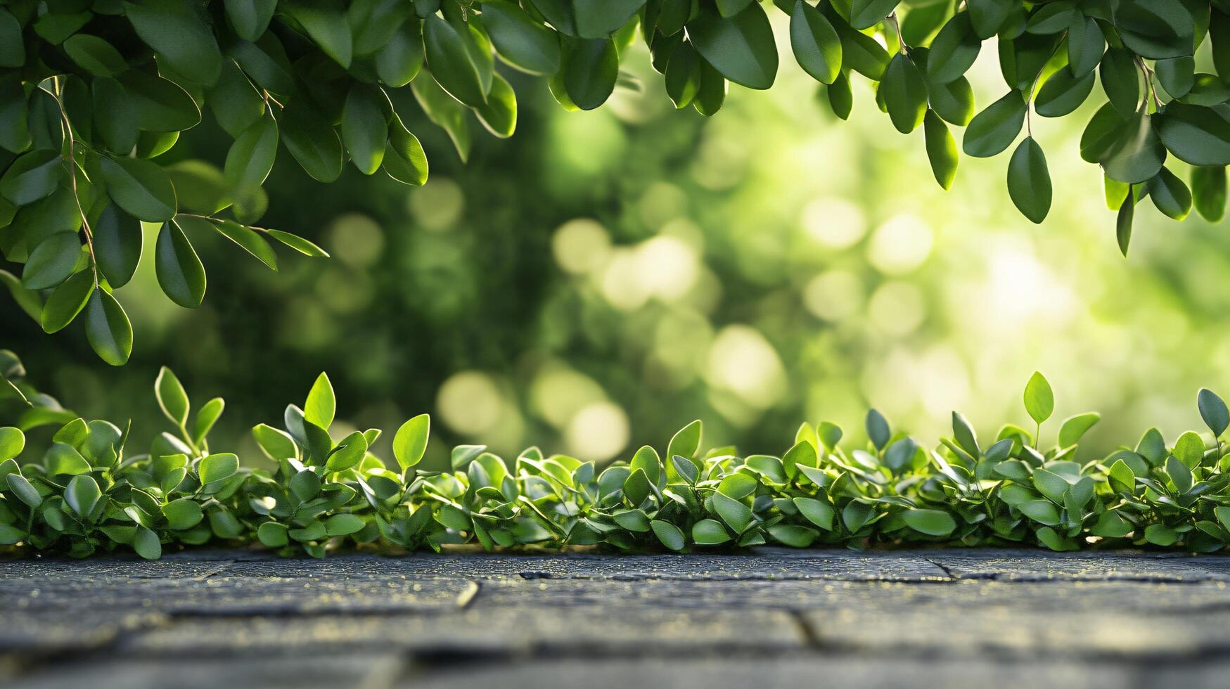 Beautiful hedge with green leaves is growing over a stone ledge. The leaves are full and vibrant, creating a lush and inviting atmosphere. The hedge is a natural border photo