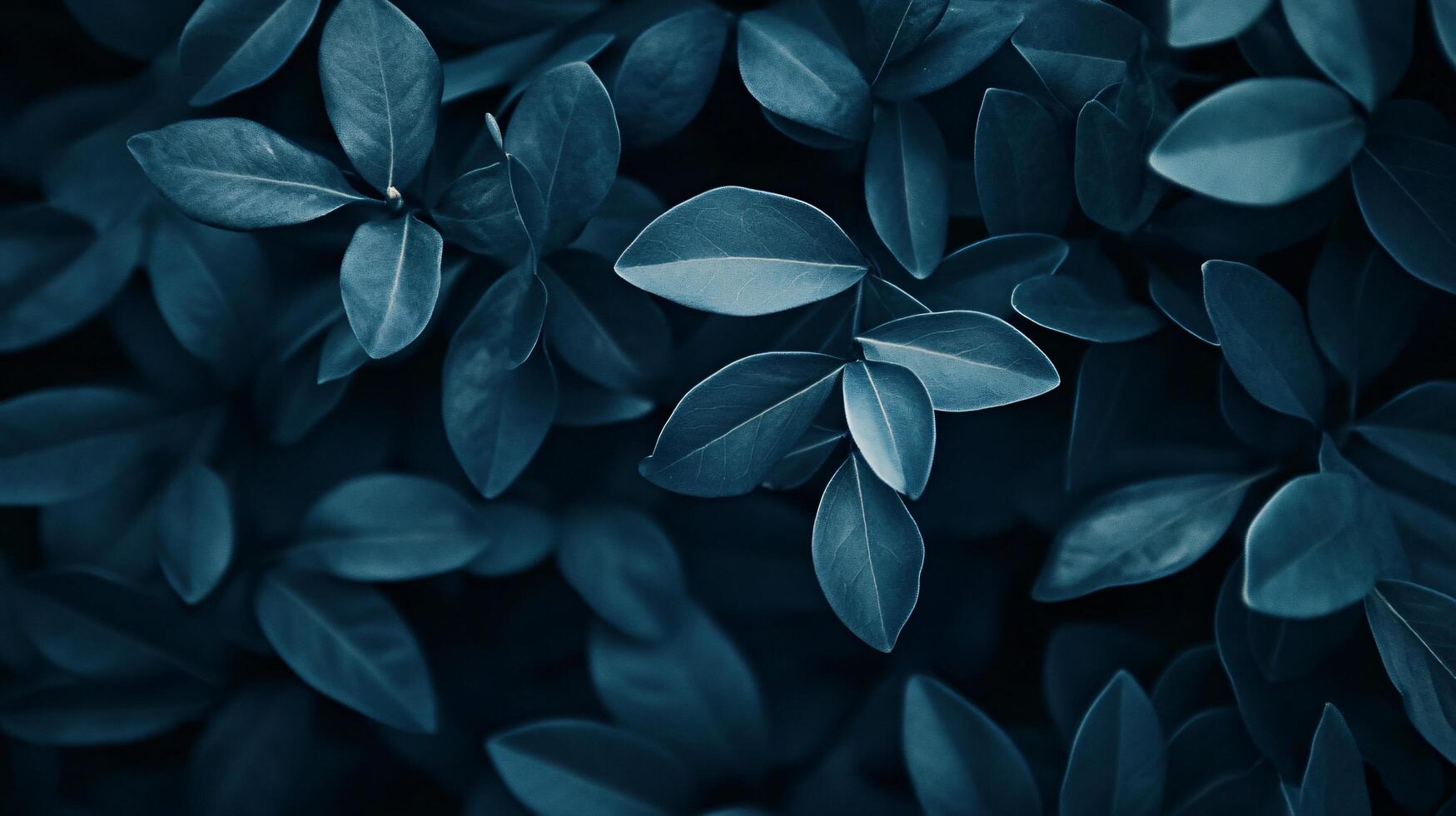 Close up of a leafy plant with a blue background. The leaves are dark and the background is a deep blue photo