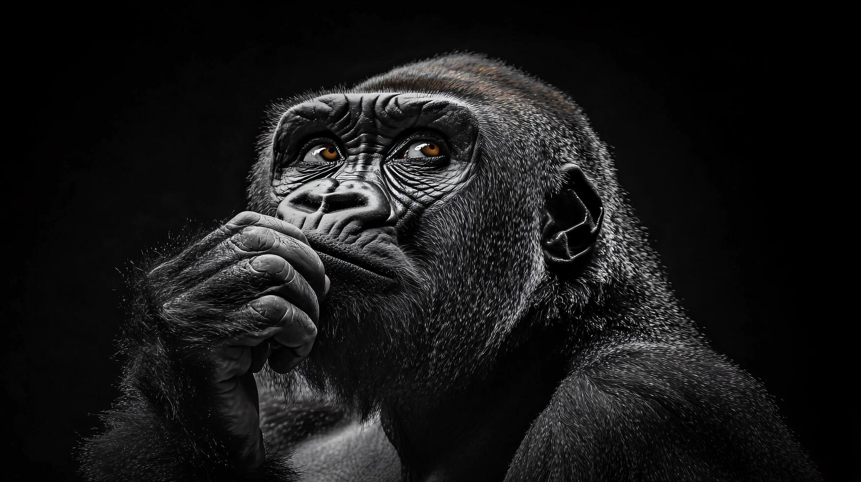 Close up of a gorilla's face with its mouth open. The image is black and white and has a moody, mysterious feel to it photo