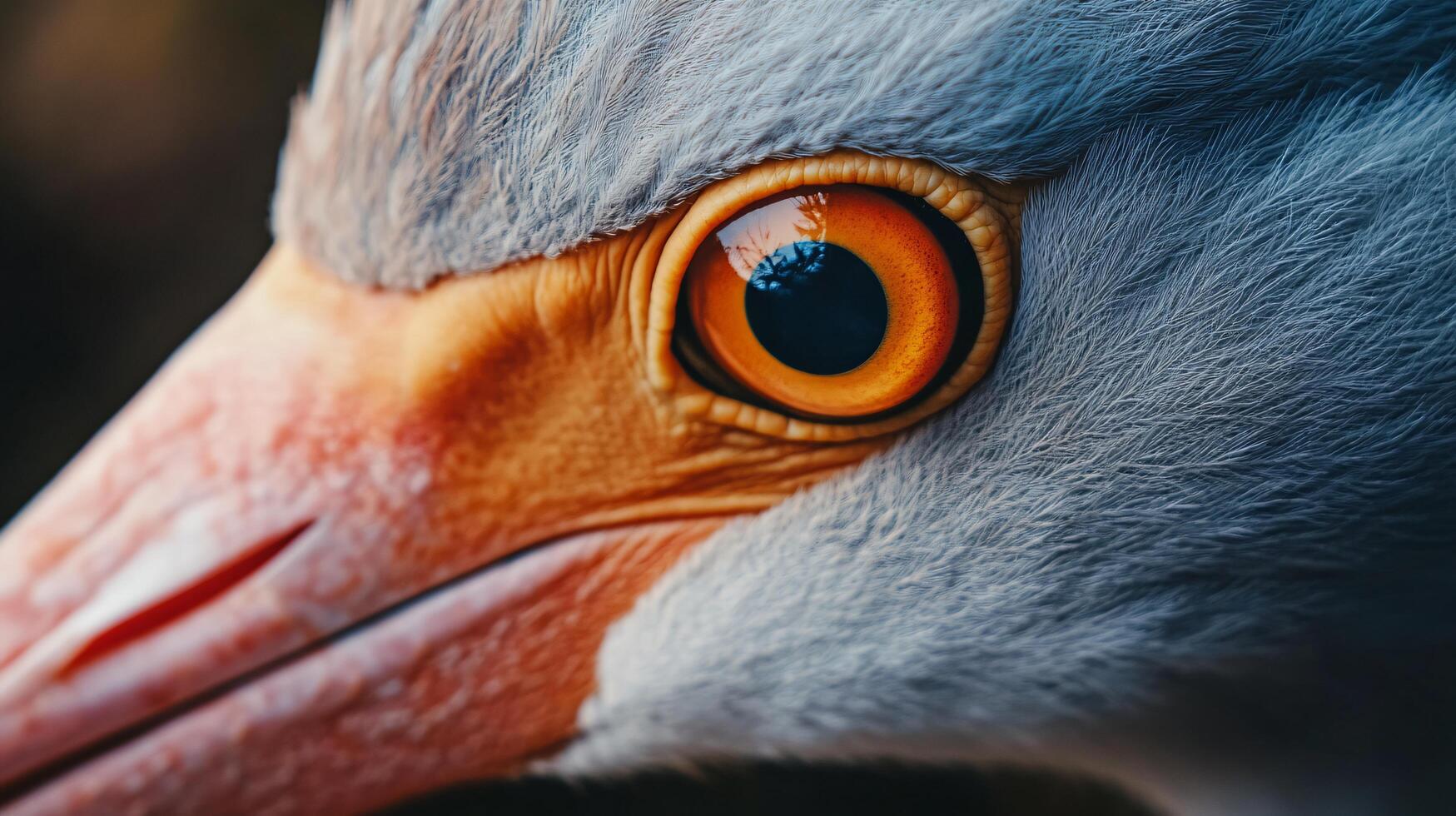 Bird with a large orange eye. The eye is surrounded by a gray and white beak photo