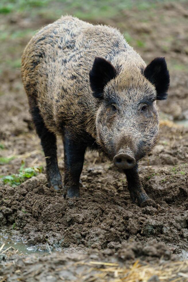 Portrait of Wild boar in zoo photo
