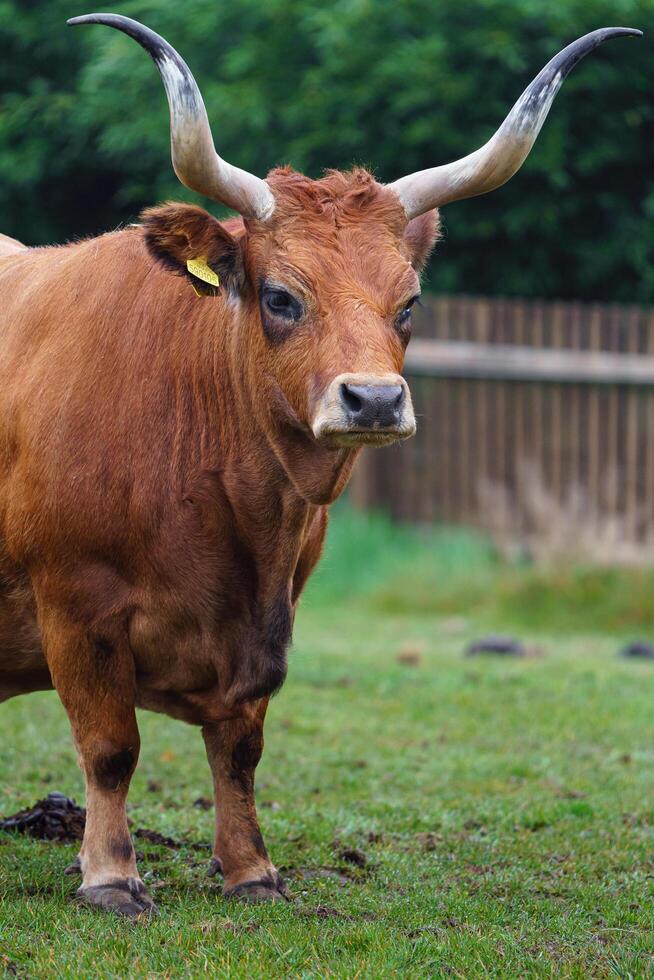 Portrait of Cachena cattle in zoo photo