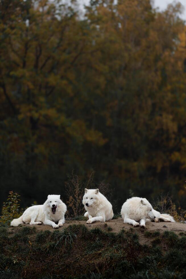 Arctic wolf in autumn nature photo