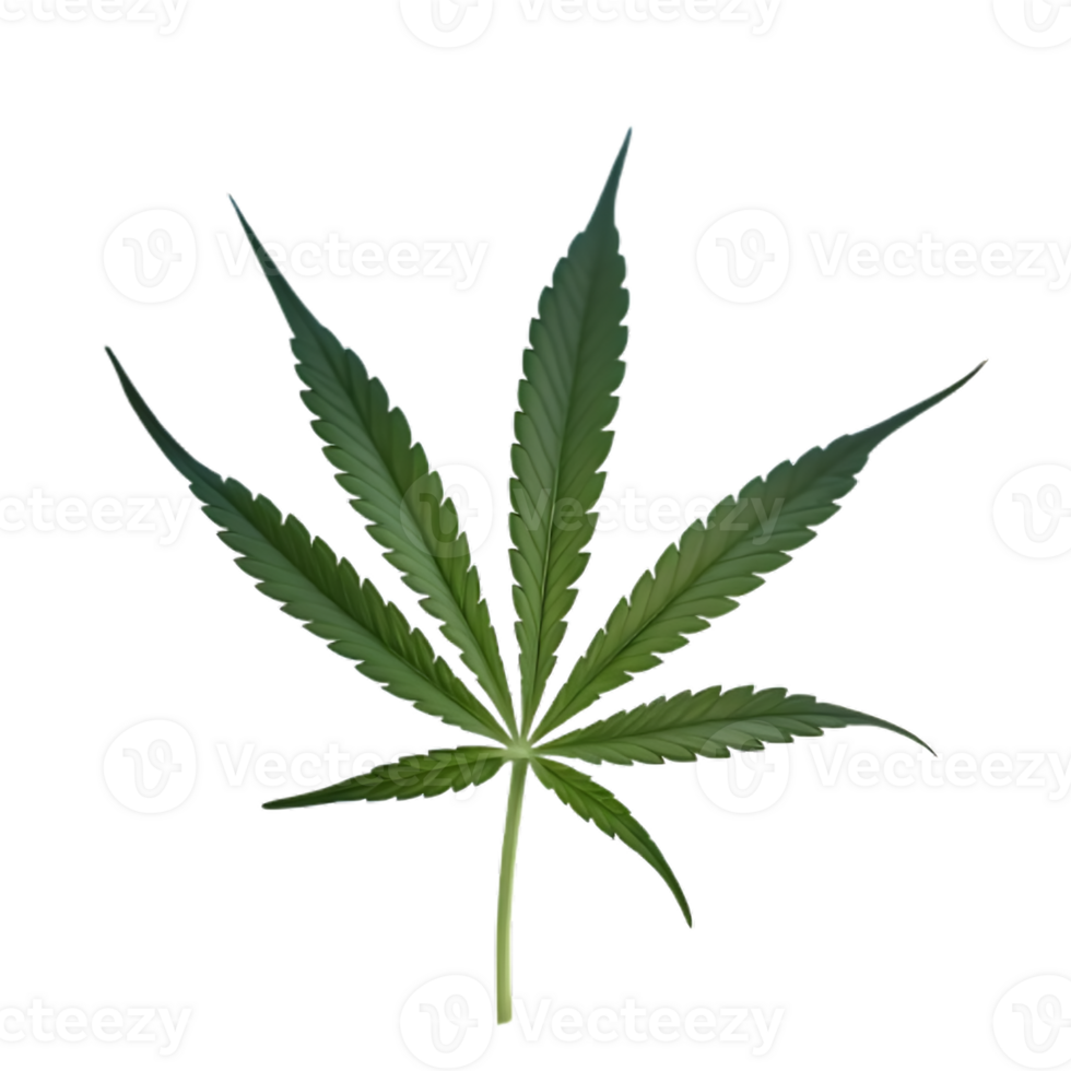 Realistic Cannabis Leaf Images for Creative Use png