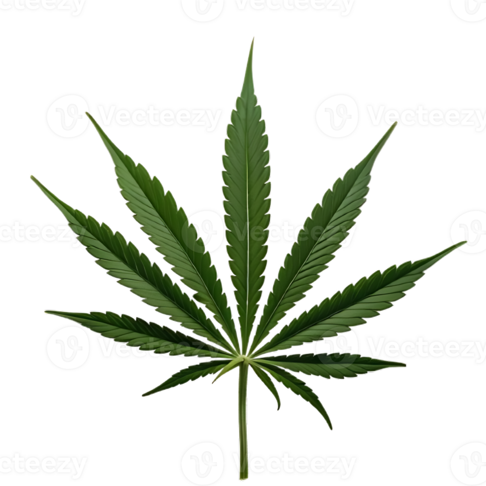 Transparent Weed Leaf for Unique Creations png