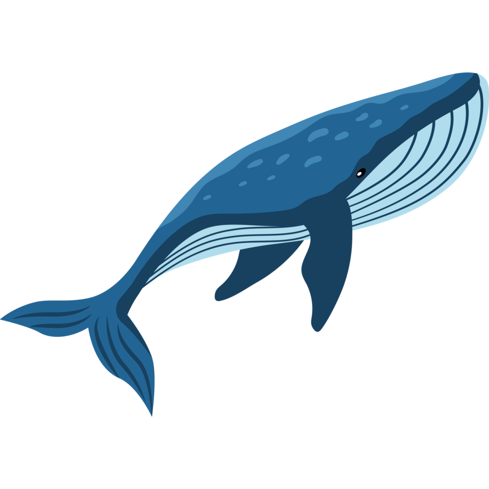 whale animal underwater png