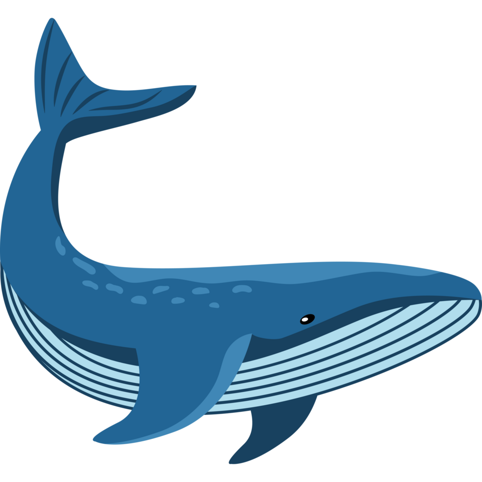 whale animal cartoon png