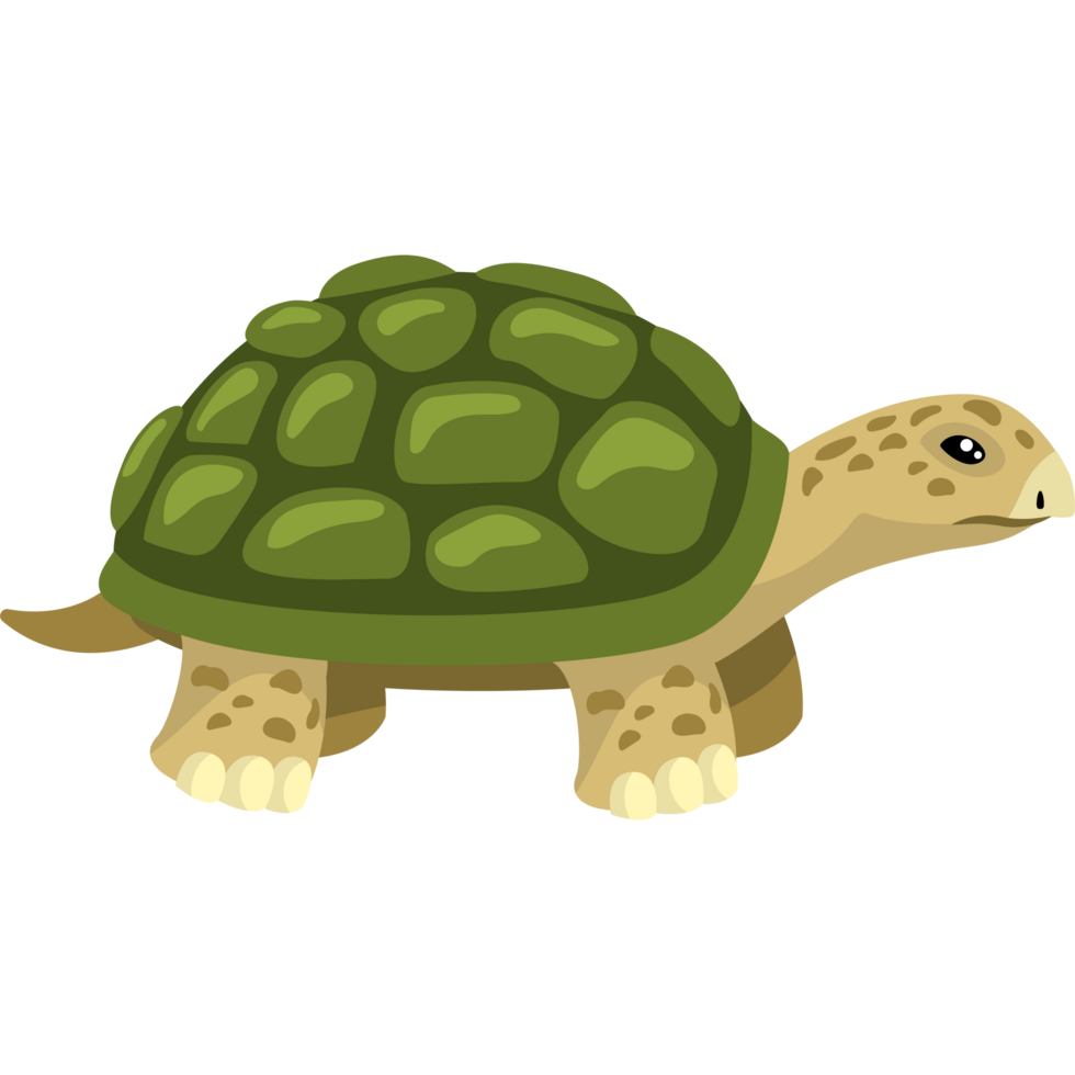green tortoise animal png
