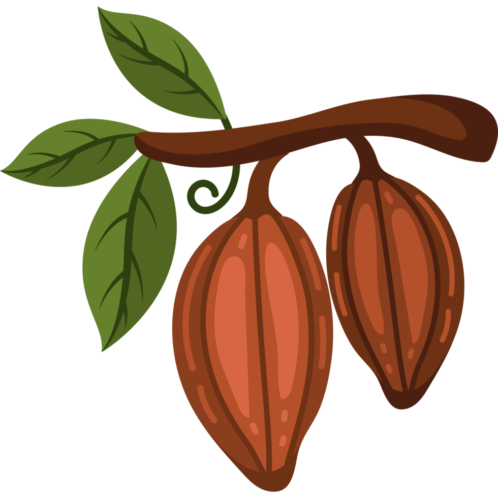 cocoa branch and pods png