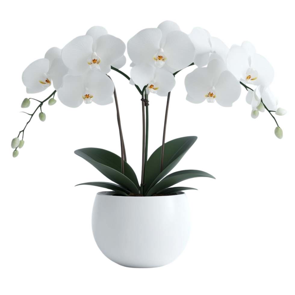 Graceful White Orchid in a Simple Pot png