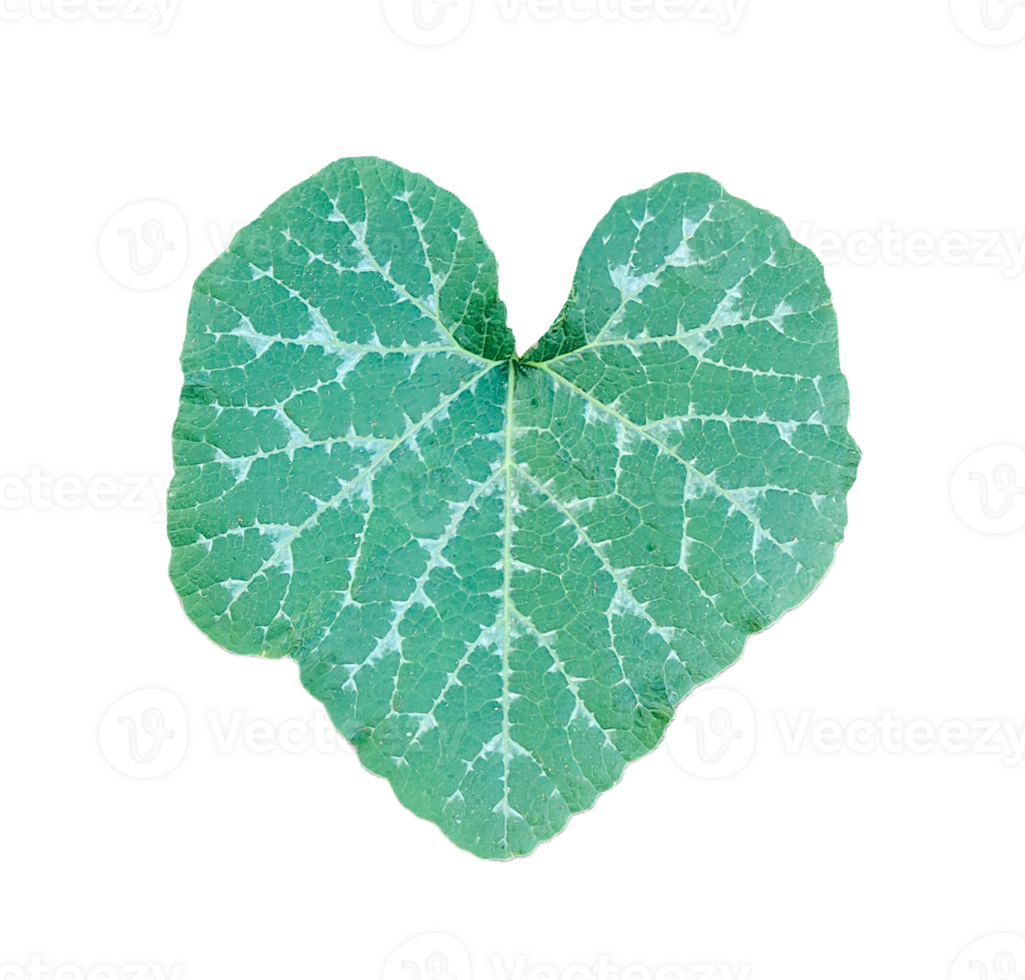 a heart shaped green pumpkin leaf on transparent background, a close-up photography of pumpkin leaves png