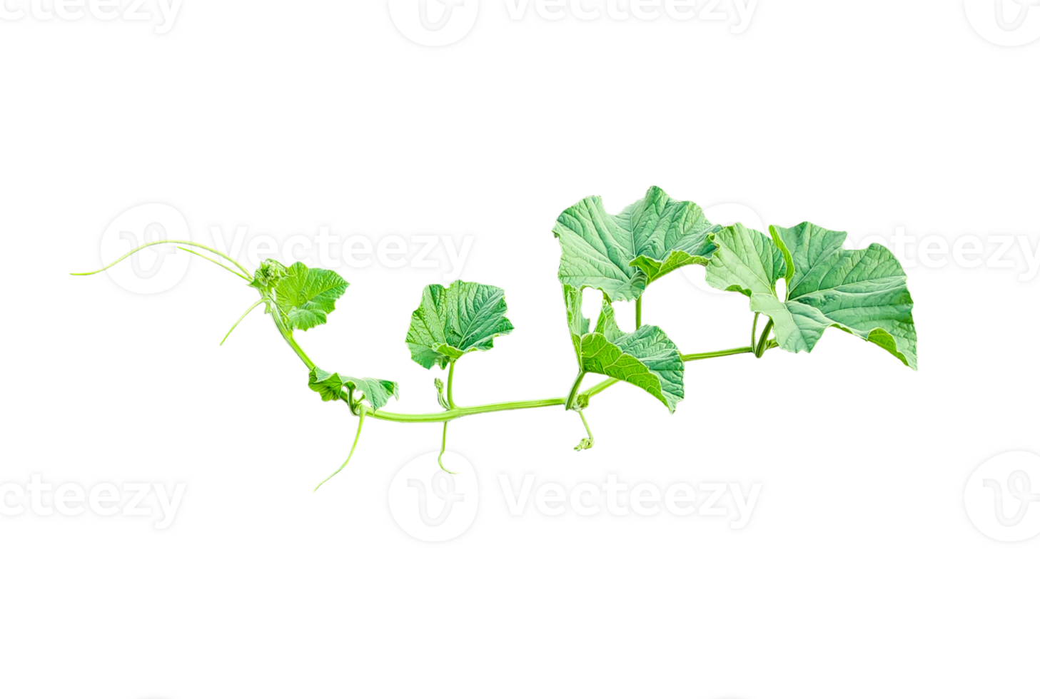 branch of a plant, green gourd plant vine isolated, a green plant with leaves on it, a gourd plant with green leaves on a transparent background, green leaves, ,green sprout, ivy leaves isolated png