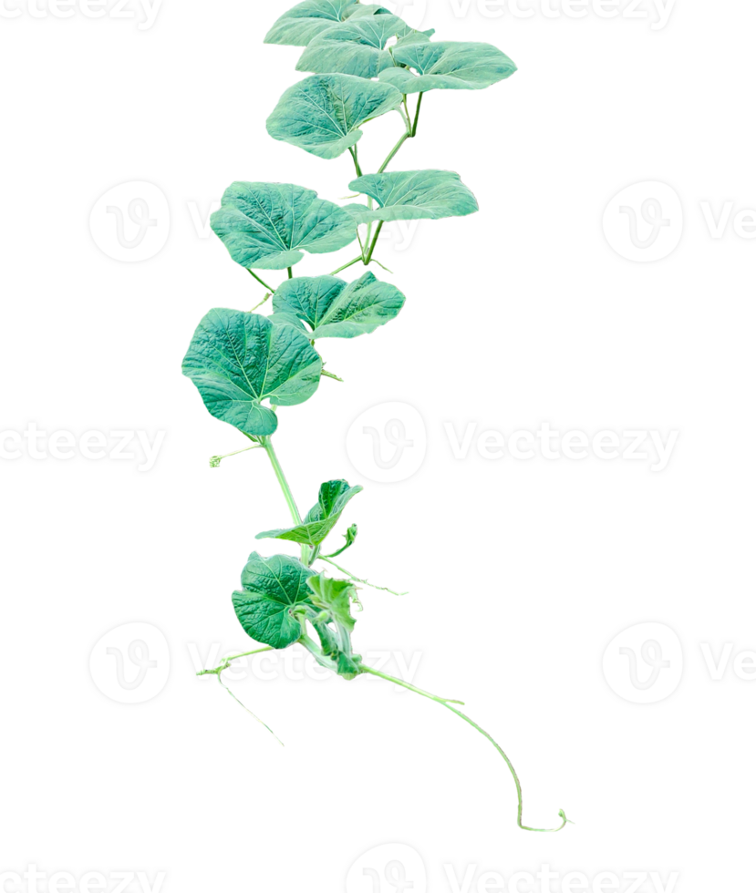 A hanging gourd plant isolated, a gourd plant branch with green leaves on a transparent background, png