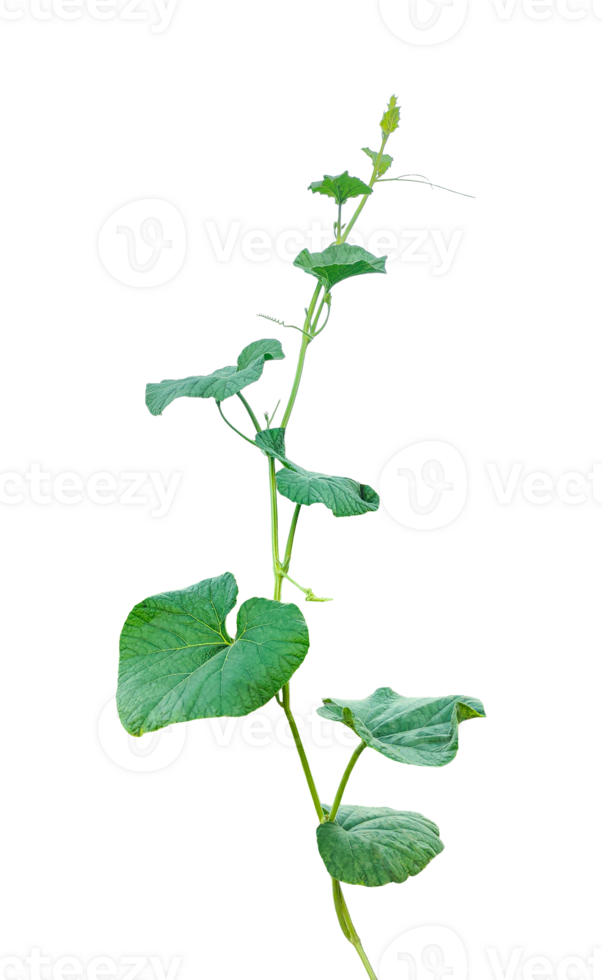 branch of a plant, green gourd plant vine isolated, a green plant with leaves on it, a gourd plant with green leaves on a transparent background, green leaves, ,green sprout, ivy leaves isolated png