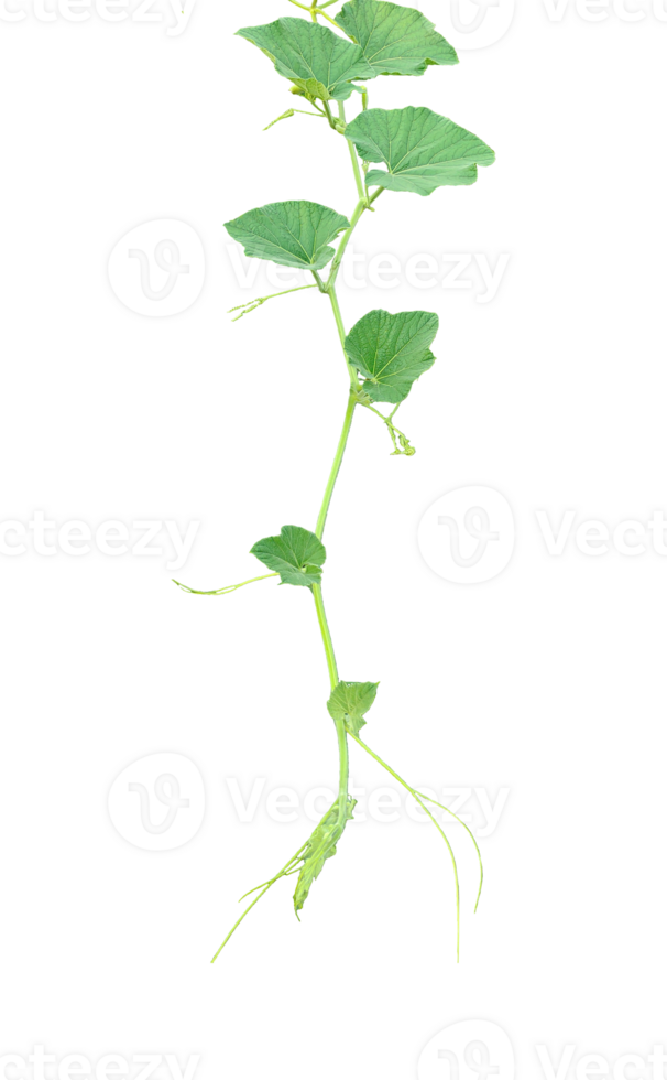 a gourd vine with green leaves and leaves on it, a gourd plant branch with green leaves on a transparent background, png