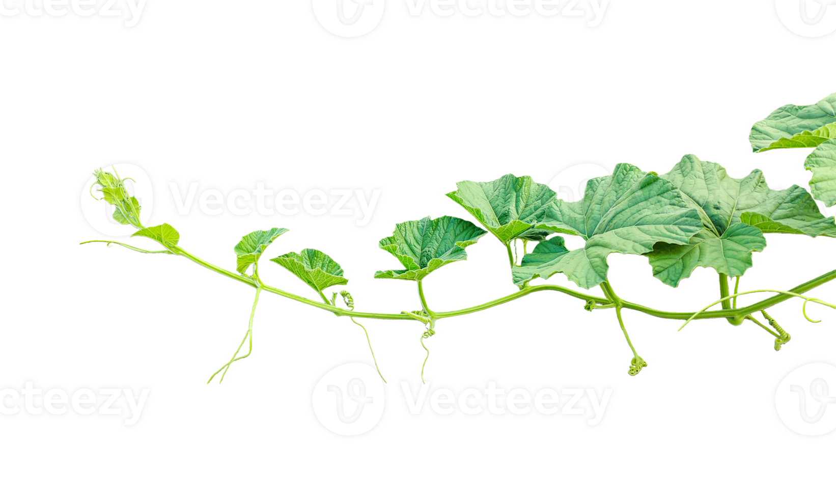 branch of a plant, green gourd plant vine isolated, a green plant with leaves on it, a gourd plant with green leaves on a transparent background, green leaves, ,green sprout, ivy leaves isolated png