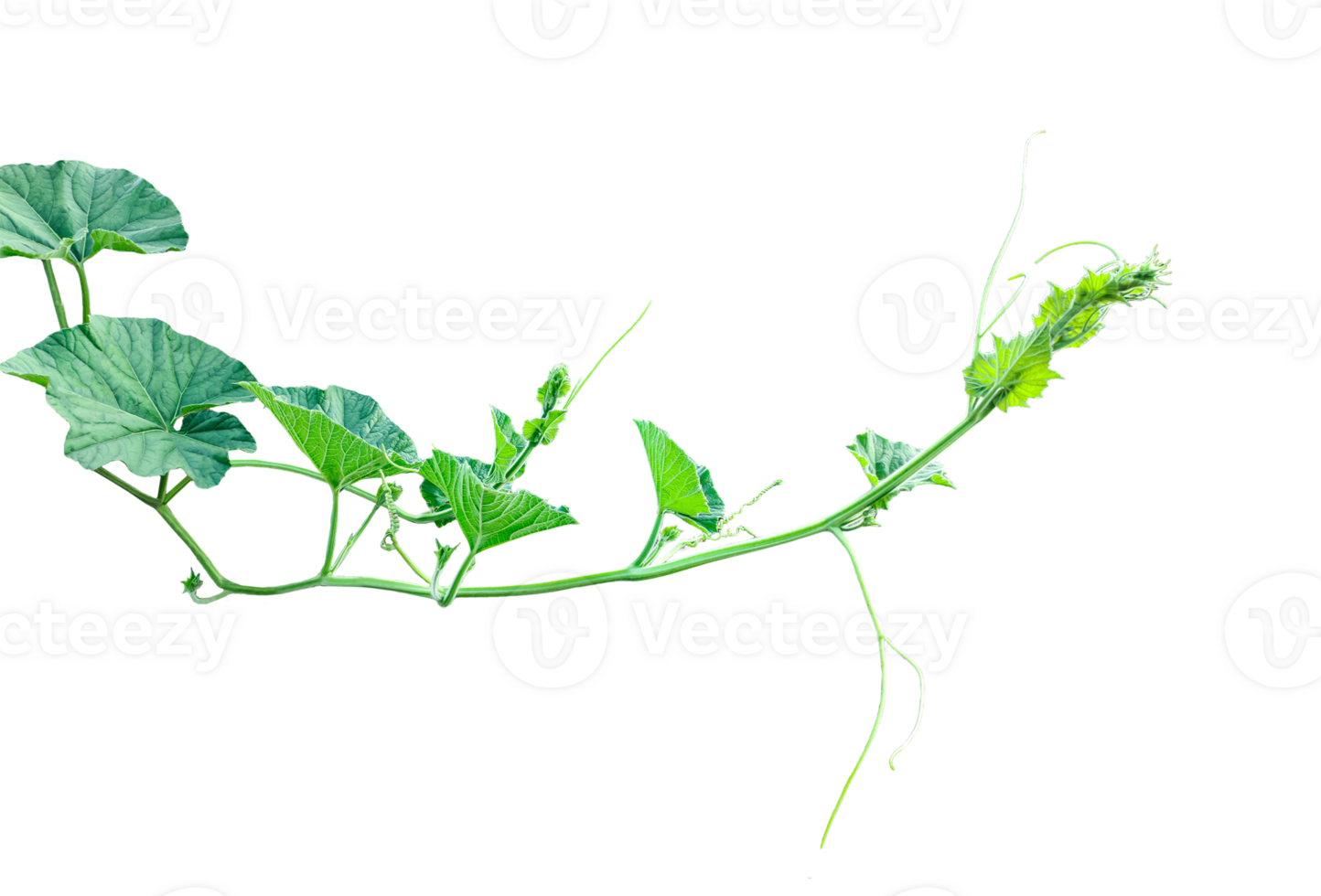 a green plant of pumpkin with leaves and branch, a green pumpkin leaves leaves on transparent background, close up photograph of pumpkin leave vine png
