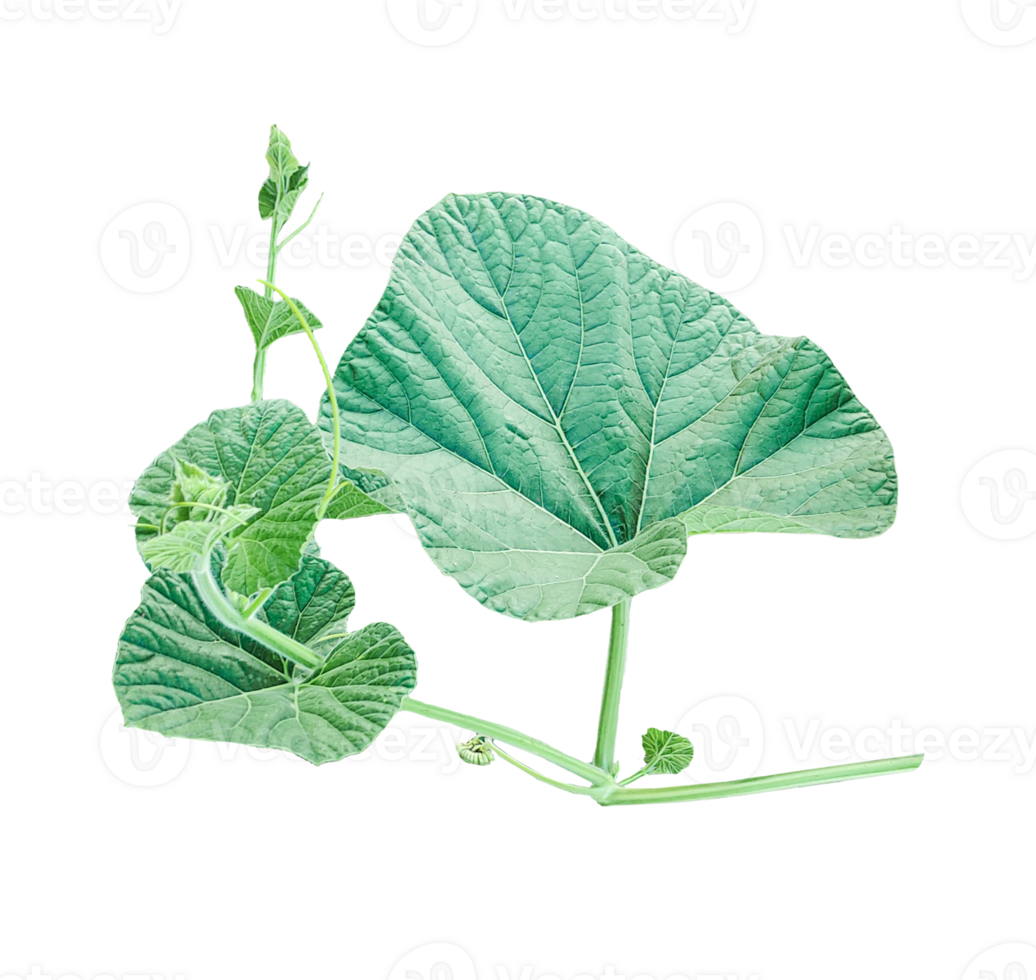 branch of a plant, green gourd plant vine isolated, a green plant with leaves on it, a gourd plant with green leaves on a transparent background, green leaves, ,green sprout, ivy leaves isolated png