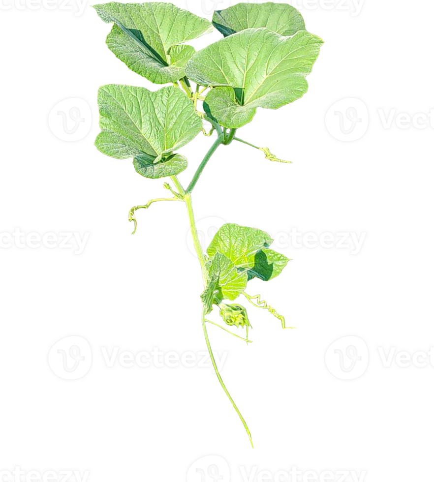 branch of a plant, green gourd plant vine isolated, a green plant with leaves on it, a gourd plant with green leaves on a transparent background, green leaves, ,green sprout, ivy leaves isolated png