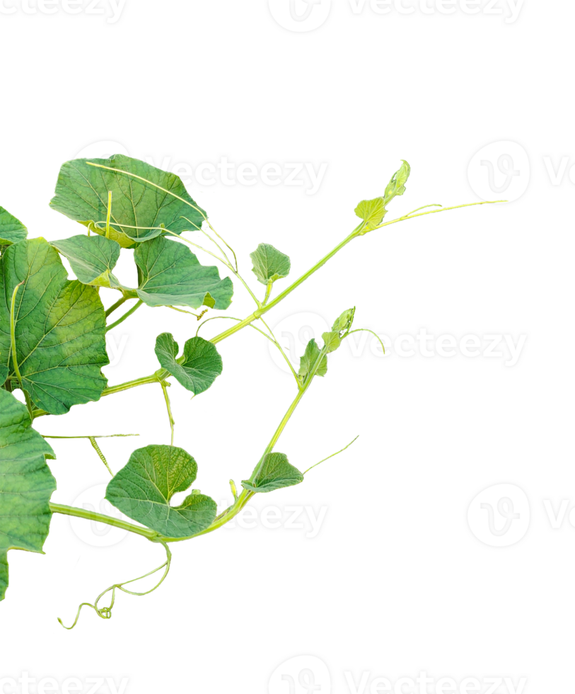 a gourd vine with green leaves isolated on background, ,branch of a tree, a plant bush with green leaves on it, a gourd plant with green leaves on a transparent background, a gourd vine with gree png