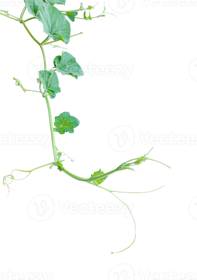 a gourd vine with green leaves and leaves on it, a gourd plant branch with green leaves on a transparent background, png