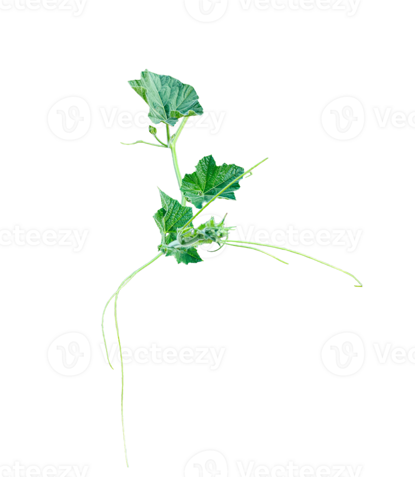 green vine leaves photography, a gourd vine with green leaves and leaves on it, a gourd plant branch with green leaves on a transparent background, png